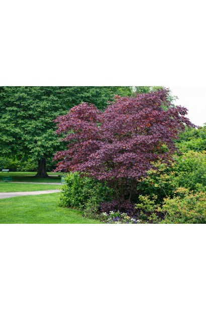 Клен гостролистий Крімсон Сентрі | Acer platanoides Crimson Sentry| Клён остролистный Кримсон Сентри 